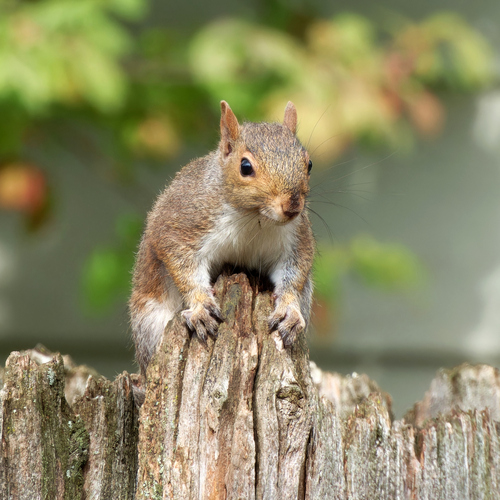 Eastern Gray Squirrel