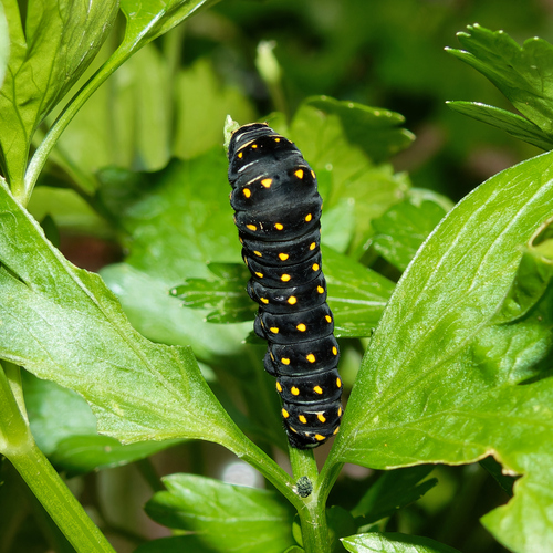 Eastern Black Swallowtail