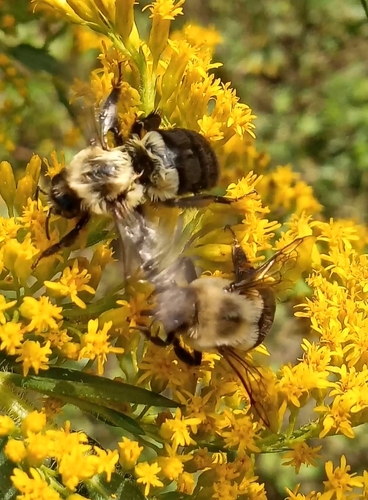 Common Eastern Bumble Bee