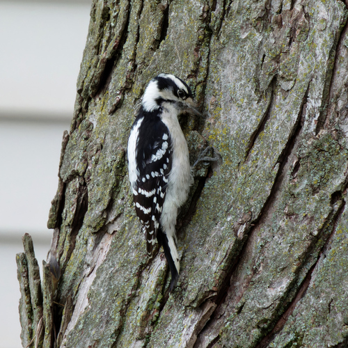 Downy Woodpecker