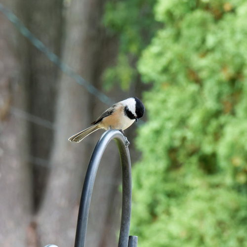 Black-capped Chickadee
