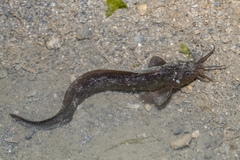 Eel Catfish photo 2