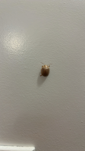 Dotted Paropsine Leaf Beetle