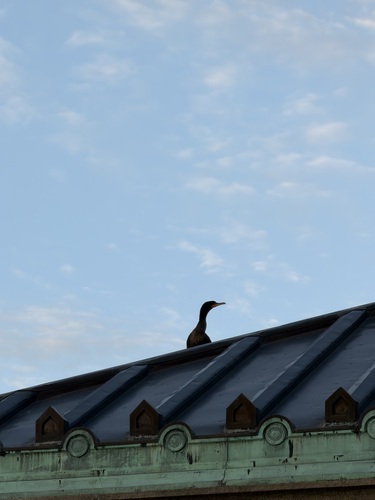 Double-crested Cormorant
