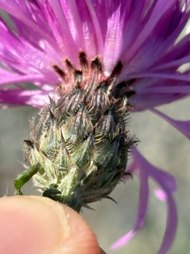 spotted knapweed