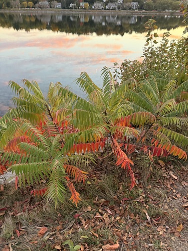staghorn sumac