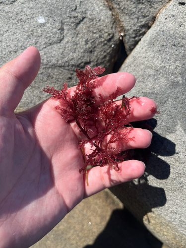 Plocamium cartilagineum observed 2026-10-15