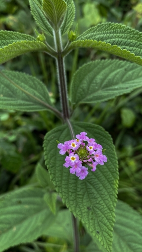 Lantana trifolia observed 2026-10-15