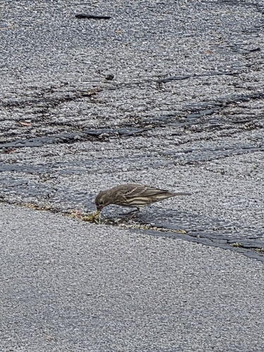 House Finch