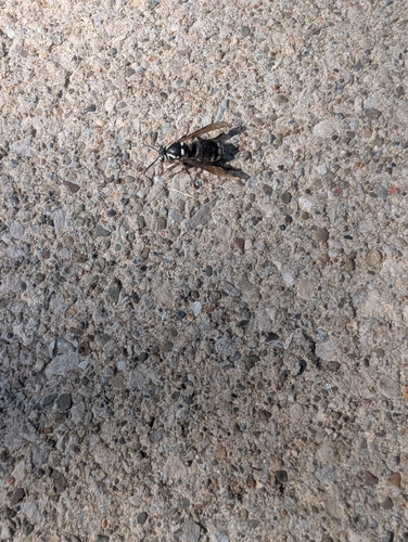 Bald-faced Hornet