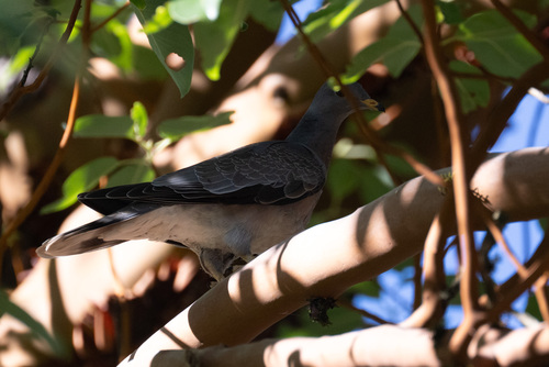 Band-tailed Pigeon observed by athenecunicularia