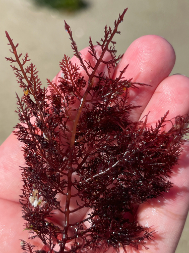 Gelidium purpurascens observed 2026-10-15