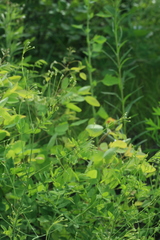 Saposhnikovia divaricata