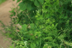 Saposhnikovia divaricata