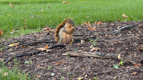 Eastern Fox Squirrel