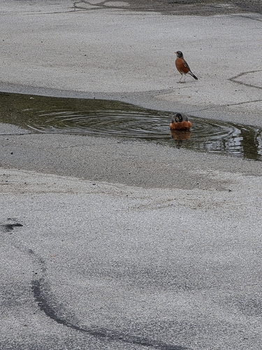 American Robin