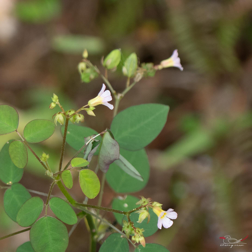 Lavender Sorrel