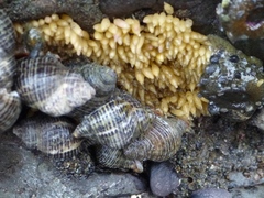 Acanthinucella