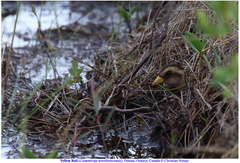 Coturnicops noveboracensis