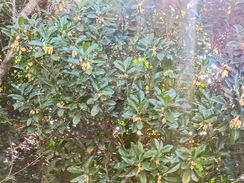 Crossostylis observed 2026-09-22