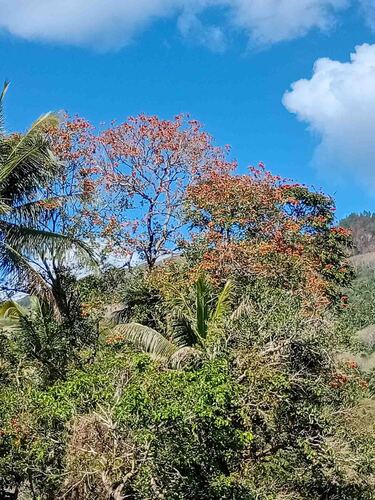 Erythrina fusca observed 2026-09-22