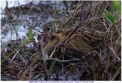 Coturnicops noveboracensis