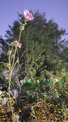 Hollyhock