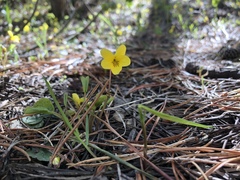 Viola nuttallii