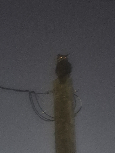 Great Horned Owl