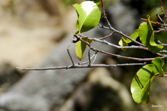 Achrioptera impennis