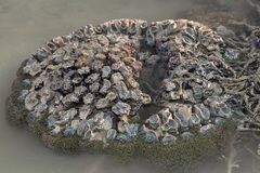 Fimbriaphyllia divisa