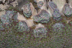 Fimbriaphyllia divisa