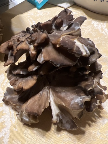 hen of the woods