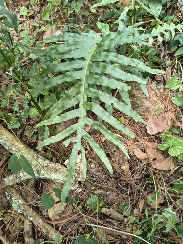 Phlebodium pseudoaureum observed 2026-09-20