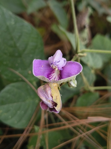 Canavalia villosa, 2026-09-20