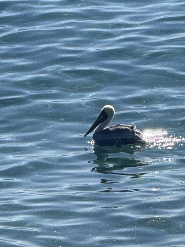 Brown Pelican