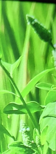 Sphenoclea zeylanica observed 2026-10-16