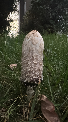 Shaggy Mane