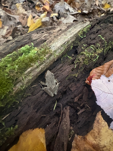 Spring Peeper