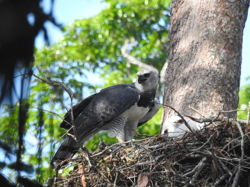 Harpy Eagle photograph by the iNaturalist community