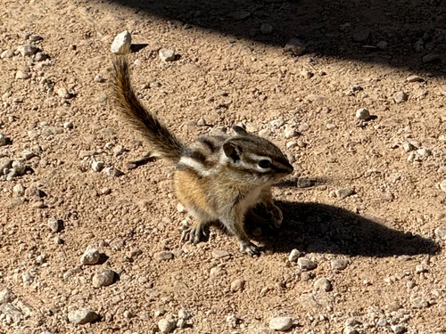 Least Chipmunk observed by jjax12