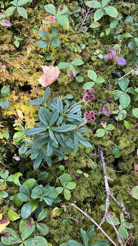 pipsissewa