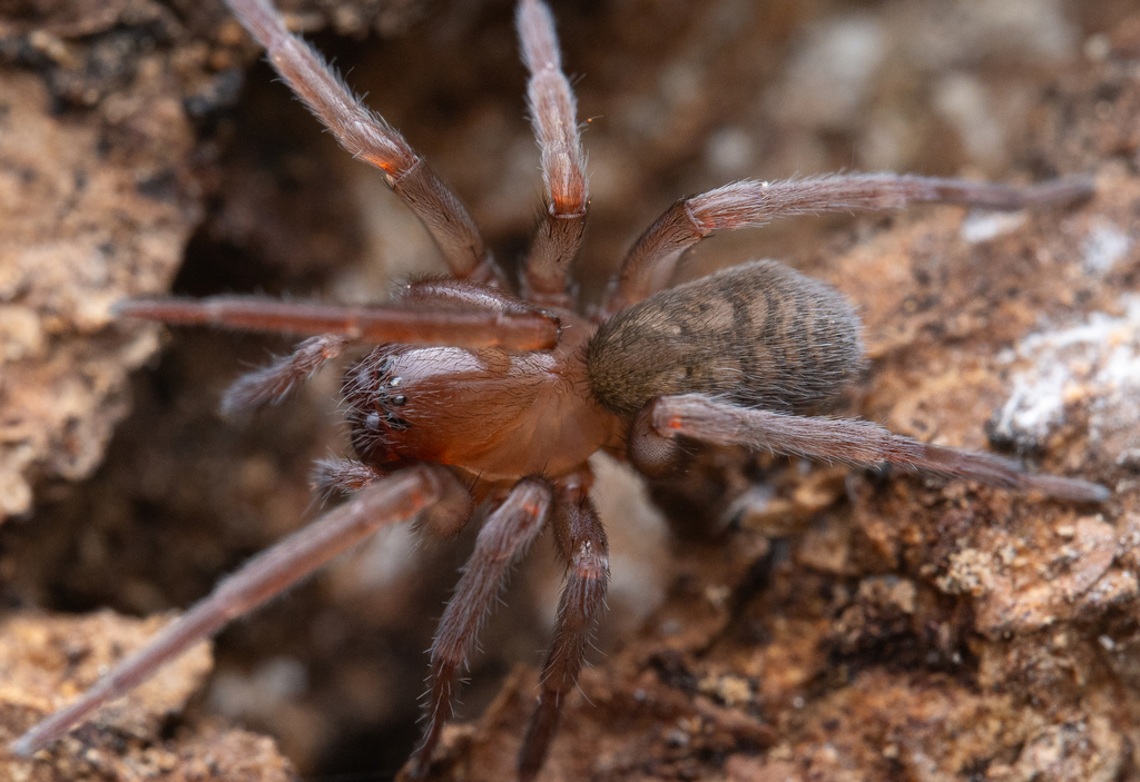 Pimus eldorado