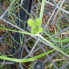 Cyperus echinatus