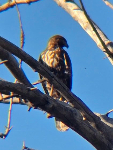 Western Red-tailed Hawk