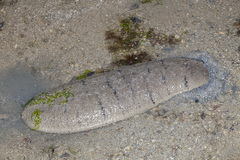Holothuria scabra