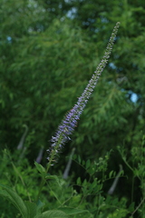 Veronicastrum sibiricum