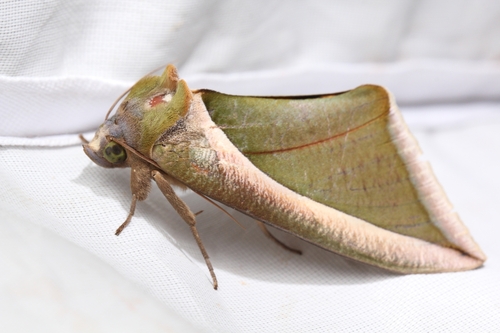 Green Fruit-piercing Moth