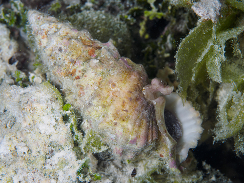 Cerithium echinatum observed 2026-10-13
