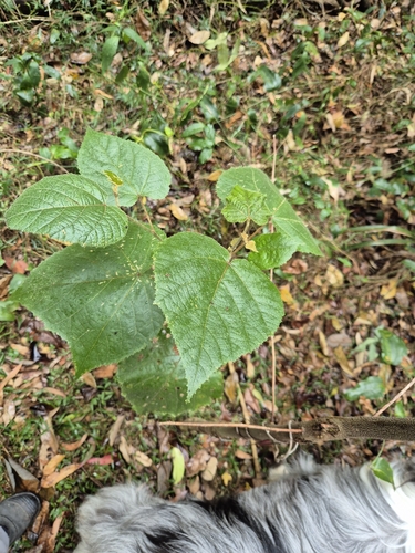 Commersonia bartramia observed 2026-10-16
